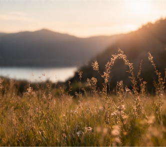 Gräser im Abendlicht am See